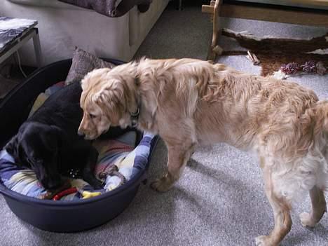 Golden retriever Augustus *Brutus* *R.I.P.* - Hej Amy vil du lege billede 5