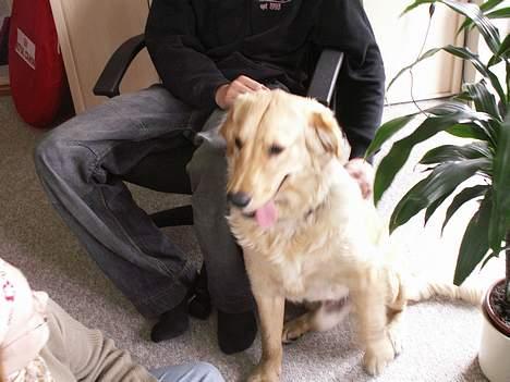 Golden retriever Augustus *Brutus* *R.I.P.* - Sidder lige stille et øjeblik billede 6