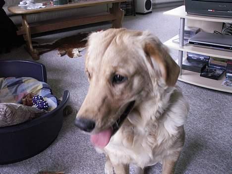 Golden retriever Augustus *Brutus* *R.I.P.* - Ja hva sker der her  billede 7