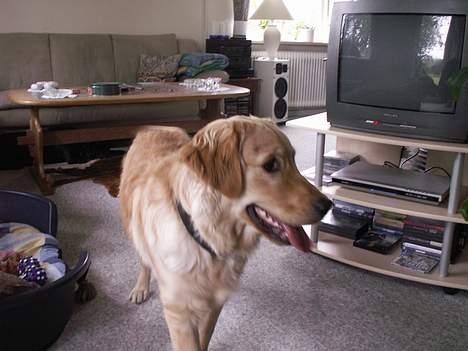 Golden retriever Augustus *Brutus* *R.I.P.* - Alt skal undersøges billede 8