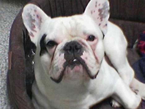 Fransk bulldog Butcho - Ser jeg ikke godt ud...?? billede 1