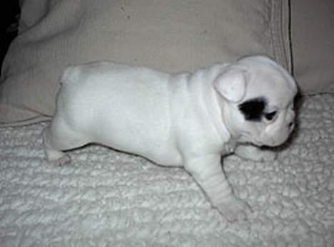 Fransk bulldog Butcho - Mig som baby, dengang da jeg hed Kong Leopold... :-) billede 2