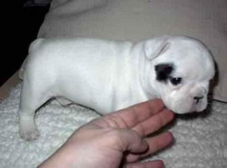 Fransk bulldog Butcho - Her er jeg 5 uger gammel... Er jeg ikke bare sød...!!?? billede 3