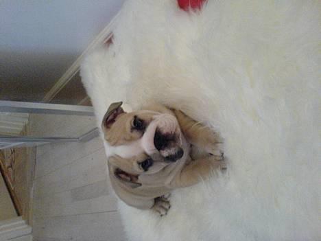 Engelsk bulldog Lucy (født Sally) - Ihh hvor jeg putter billede 1