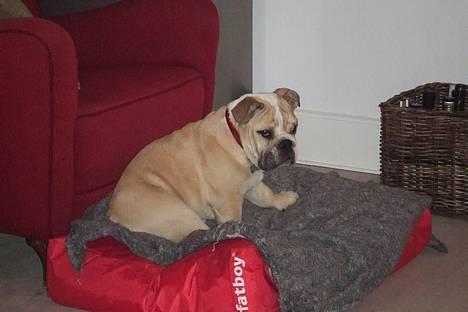 Engelsk bulldog Lucy (født Sally) - Uha en god lur billede 2