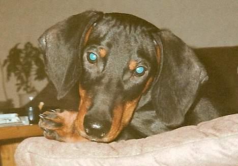 Gravhund Bølle  R.I.P. - tager du nu billeder igen... billede 7