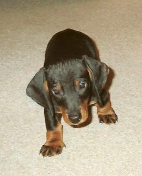 Gravhund Bølle  R.I.P. - her er jeg 9 uger billede 8