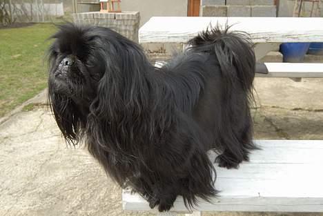 Pekingeser mila - nøj jeg vil være med billede 10