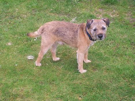 Border terrier lutra`s Quietkiller(samba - samba er lige blevet plukket billede 7