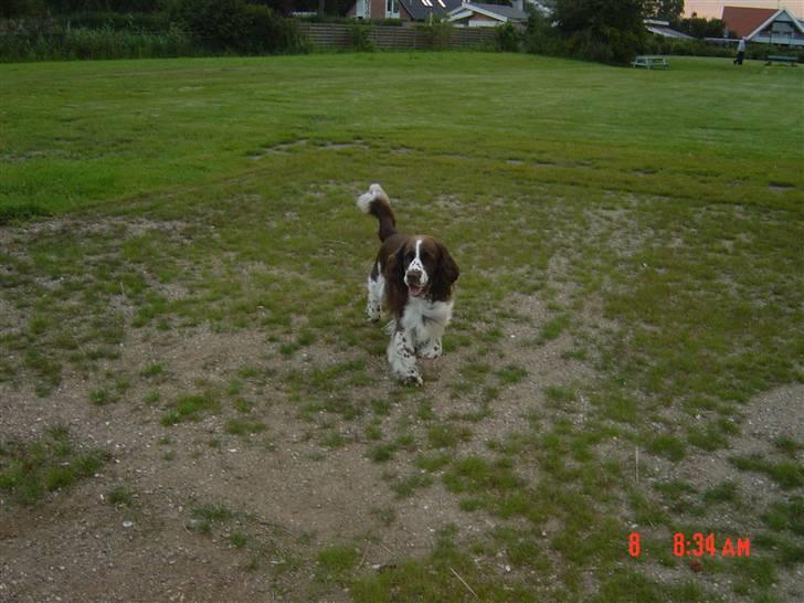 Engelsk springer spaniel kvik billede 16