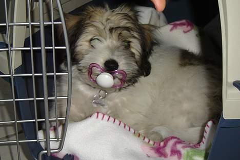 Coton de tulear Noah - Til min brors konfirmation fik Noah fat i en babysut.. Er han ikke kær?? billede 18