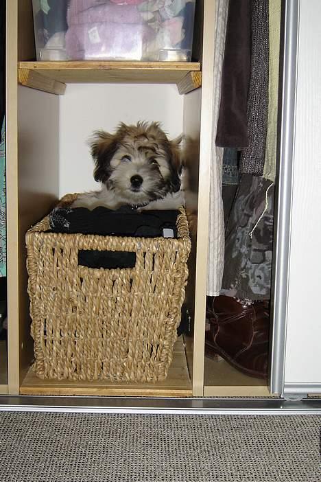 Coton de tulear Noah - Noah gemte sig for mor en dag.. Hun fandt ham inde i tøjskabet mellem alle strømperne!! billede 19