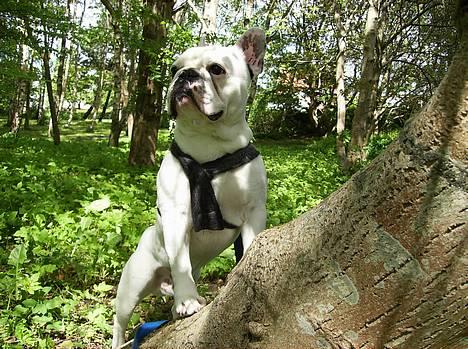 Fransk bulldog Butcho billede 4