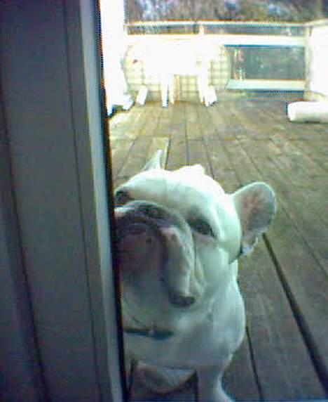 Fransk bulldog Butcho - De andre sidder og spiser på den anden side af døren, så jeg står lige og charmerer mig ind... billede 6