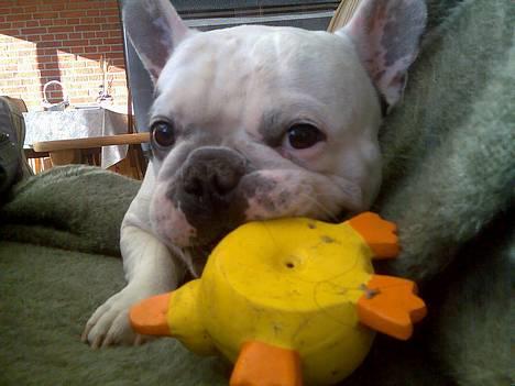 Fransk bulldog Butcho - Mmm, lækker and... billede 7