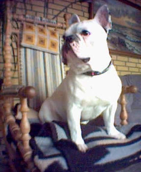 Fransk bulldog Butcho - .... De kalder mig bedstefar..... billede 8
