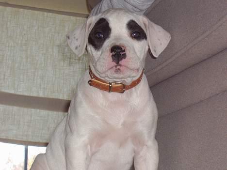 Blanding af racer Cayla billede 6