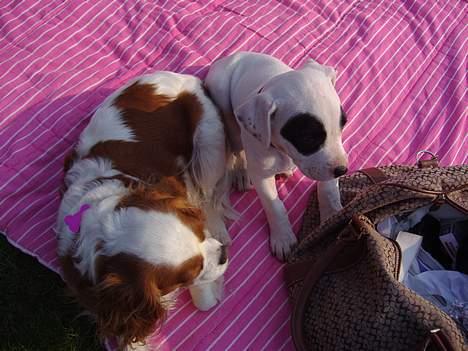 Blanding af racer Cayla billede 7