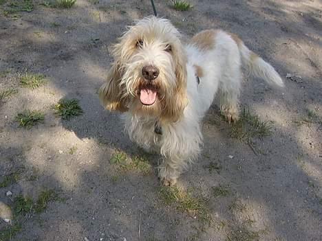 Petit basset griffon wendéen Felix billede 10