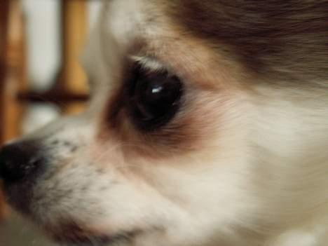 Chihuahua Ronja ¤RIP¤ billede 14