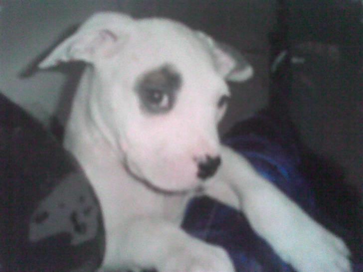 Amerikansk bulldog Ghetto Super Star* R.I.P - hvem kan stå for sådan et blik    ;O* billede 1