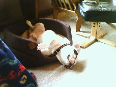 Fransk bulldog Butcho - Zzz.. billede 9