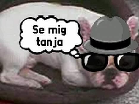 Fransk bulldog Butcho - Navnet er Bond, Butcho Bond..! billede 10