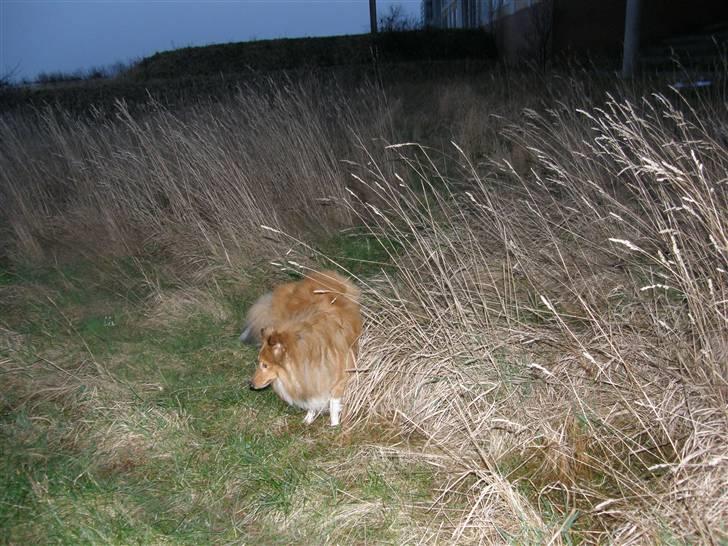 Shetland sheepdog Watson "Danger" McFluff - ... Ja ja, du er sjov mor... billede 10