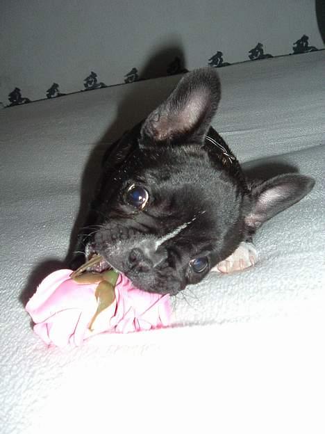 Fransk bulldog Alfredo - mmm.. det smager godt.. :) billede 14