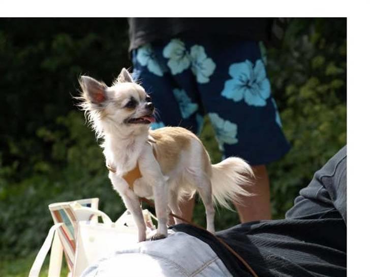 Chihuahua Nala billede 15