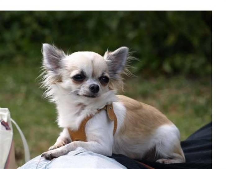 Chihuahua Nala billede 16