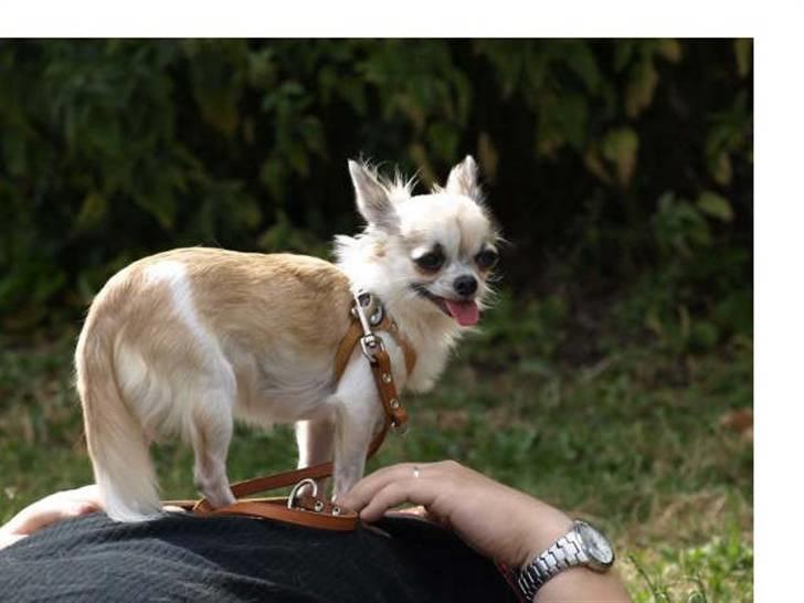 Chihuahua Nala - Jeg er en tjekkisk tjick.. billede 17