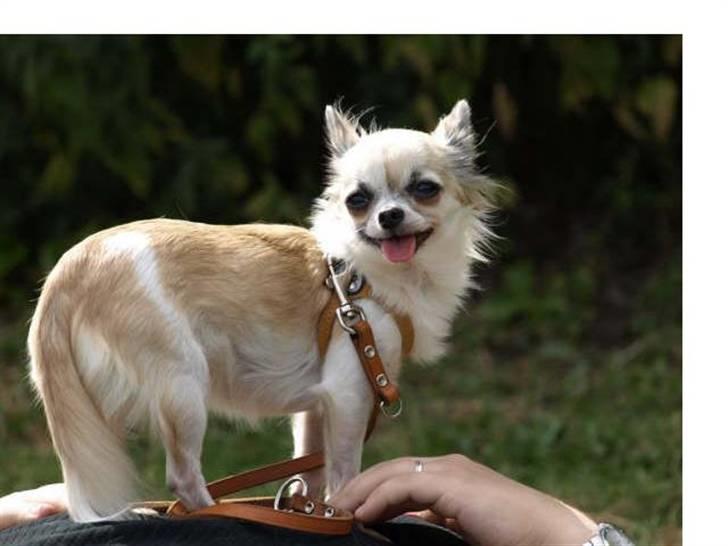 Chihuahua Nala billede 18