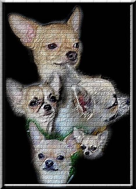 Chihuahua Nala billede 19