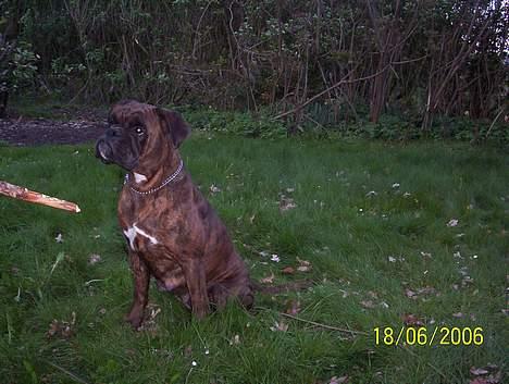 Boxer Aya - Det var altså MIN pind.... billede 11