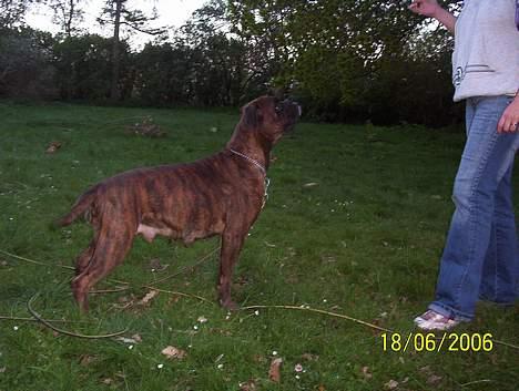 Boxer Aya - Se nu jeg kan godt stå pænt  billede 12