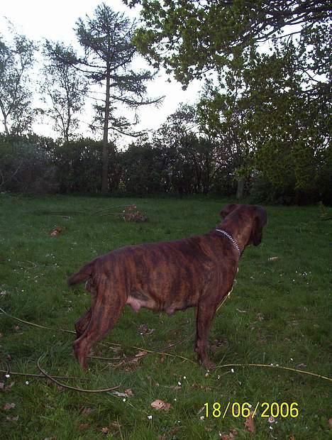 Boxer Aya - Ja jeg har fået en TYK mave og SÅ.... billede 13