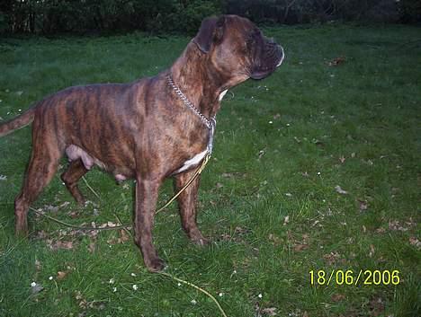 Boxer Aya - Har du snart fået nok af min tykke mave ??? billede 14