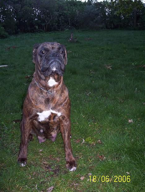 Boxer Aya - NU er det NOK  billede 15