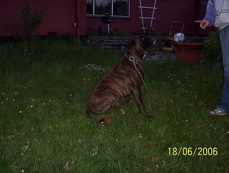 Boxer Xantos - Se hvor pænt jeg kan sidde... billede 13