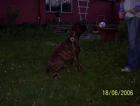 Boxer Xantos - Stå pænt ...hmmm hvad er det ??? billede 14