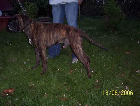 Boxer Xantos - Nå det var ikke sådan ...hmmm billede 15