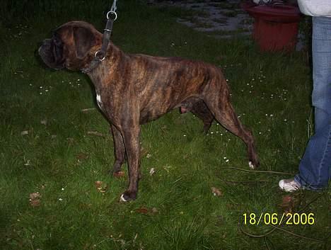 Boxer Xantos - Nåååå det er sådan man står pænt billede 16