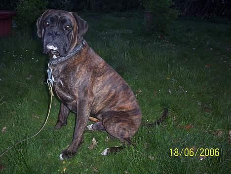 Boxer Xantos - Kan jeg få fred nu ??? billede 17