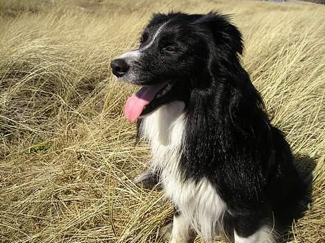 Border collie Freddy - En tur på stranden er det bedste jeg ved billede 12