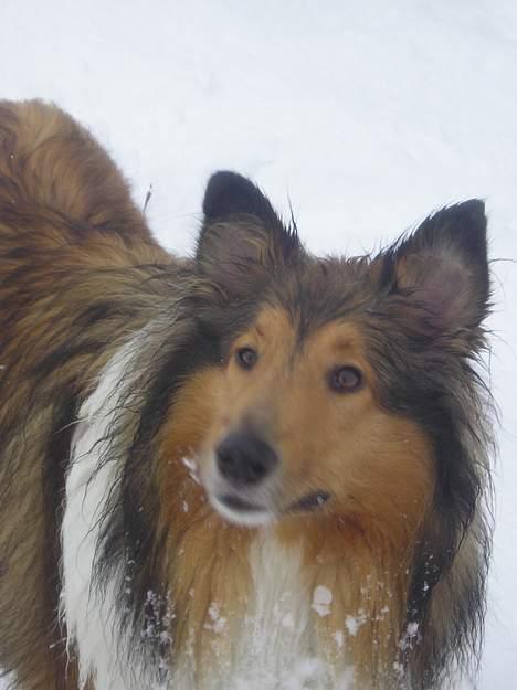 Collie langhåret Nelly (Nellepigen) - Elsker bare sne ;o) billede 19