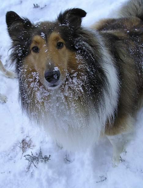 Collie langhåret Nelly (Nellepigen) - Nellepigen med sneskæg billede 20