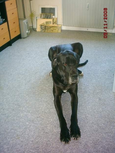 Grand danois finris billede 1