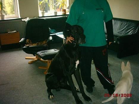 Grand danois finris billede 2