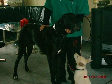 Grand danois finris billede 3